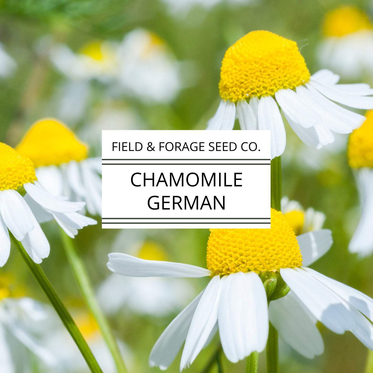 Chamomile ‘German’ | Matricaria chamomilla | Heirloom | Non-GMO | 200 Seeds