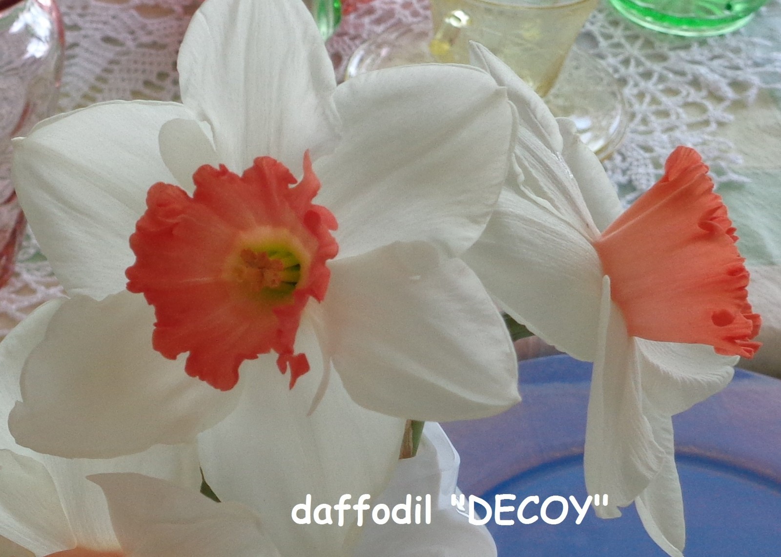 15 DAFFODIL BULBS white coral pink DECOY Narcissus Jonquils FromMyGarden *READ*