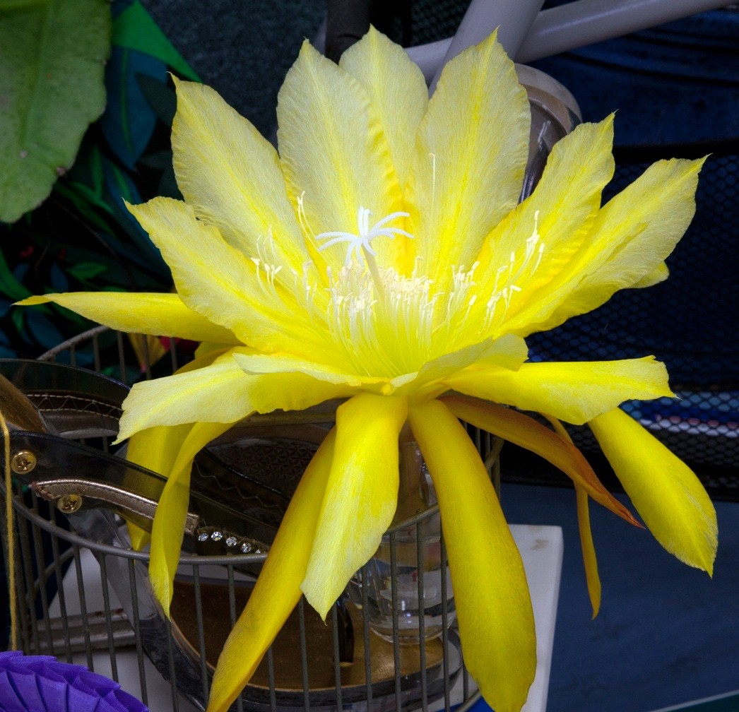 Epiphyllum, Orchid Cactus, ” SOFT LIGHTS ” , Don’s Quart pots JUNE/3