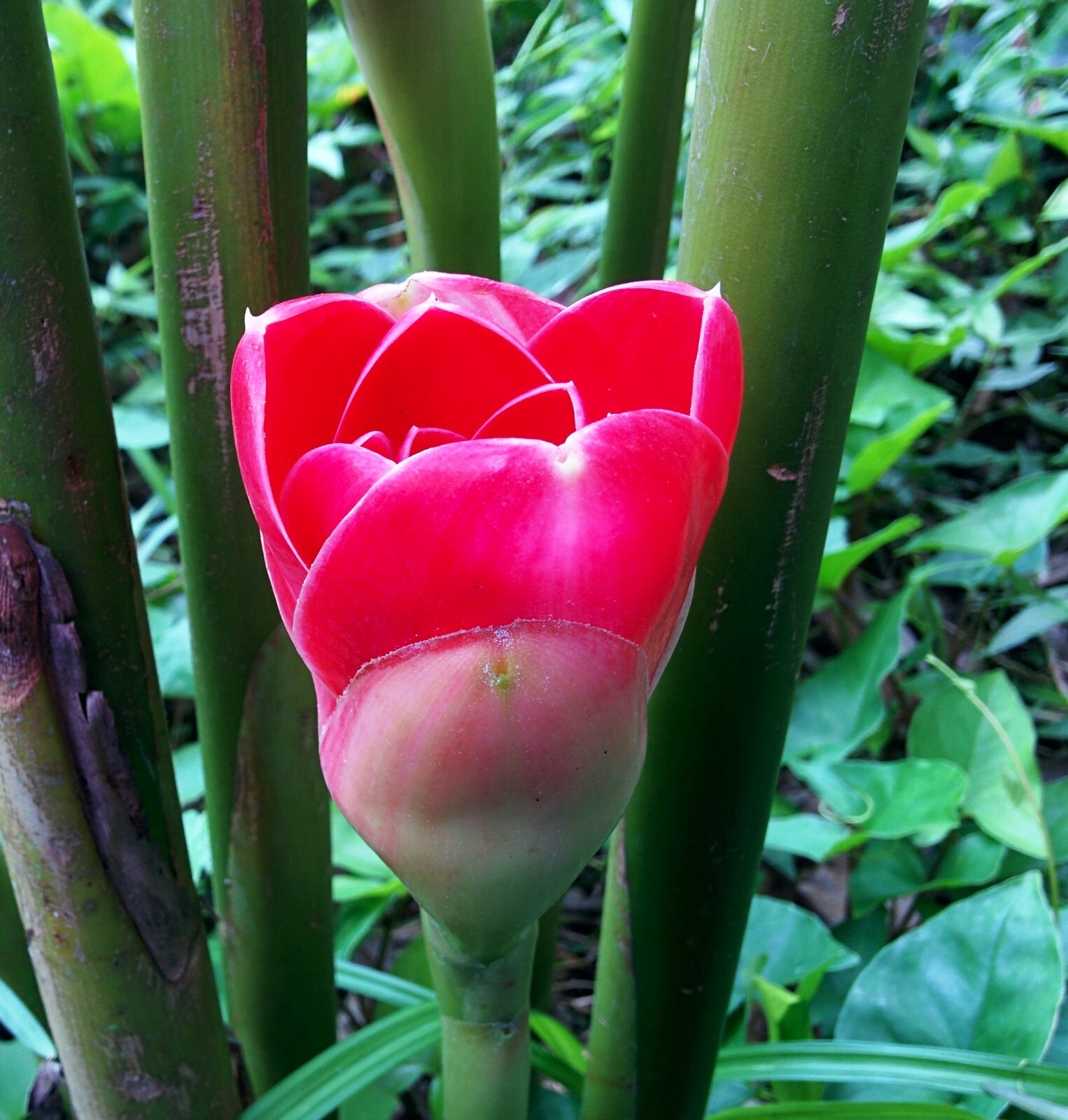 CORAL TULIP TORCH GINGER ETLINGERA LIVE RHIZOME TROPICAL