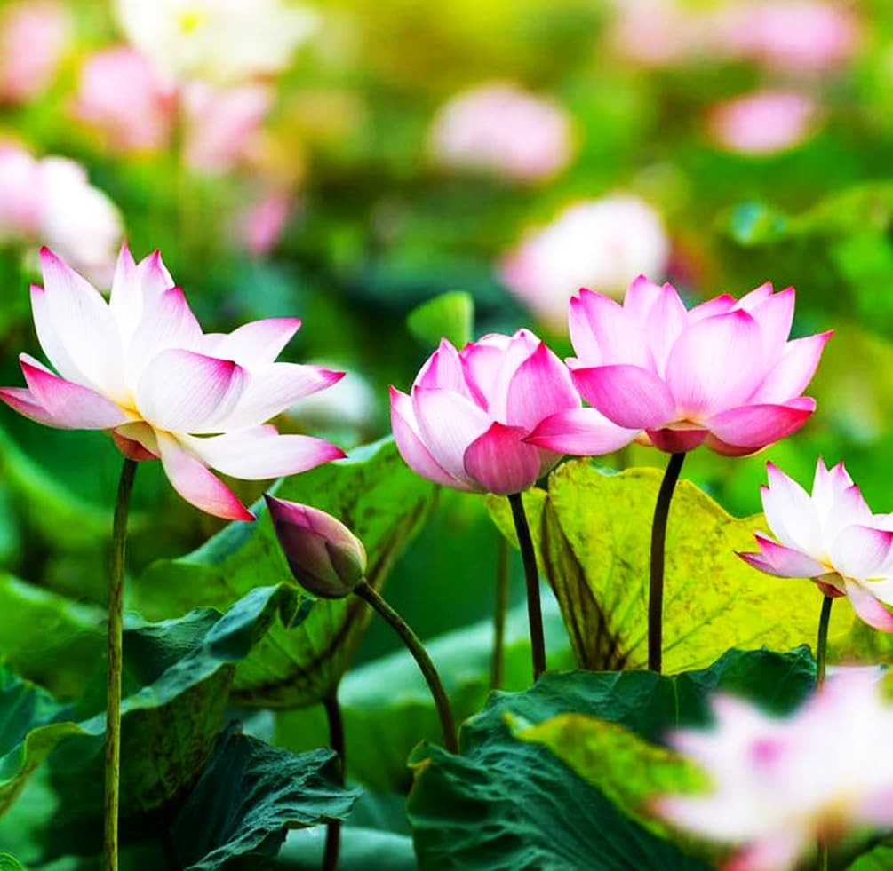 30 PCS Bowl Lotus Seeds Bonsai for Planting Water Lily mix color