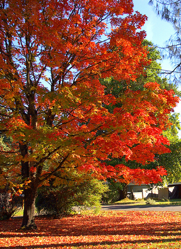 Sugar Maple Tree – 24-36″ Tall Seedling, 2-3 Ft Tall Live Plant – Acer saccharum