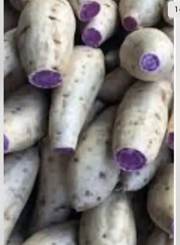 15 Okinawa Sweet Potato Slips- White And Purple Sweet Potato Slips – Khoai Lang