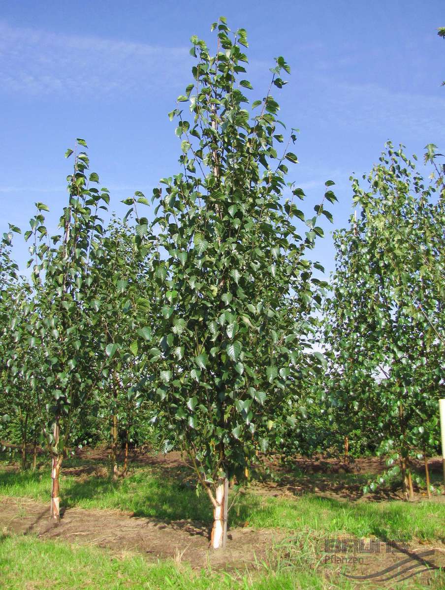 15+ Chinese Red Birch Betula Tree Seeds / Perennial / Long Lasting / Deciduous