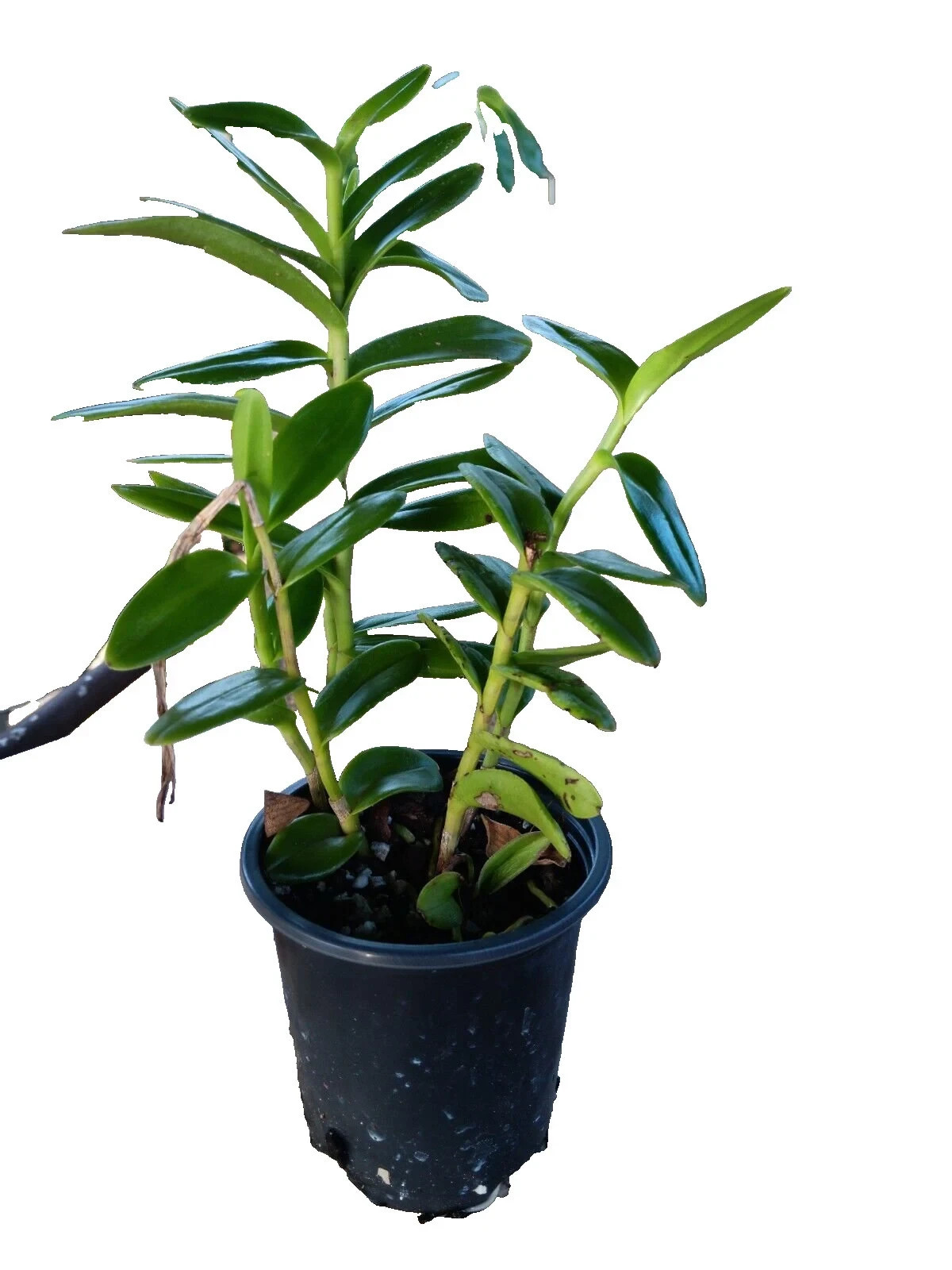 Epidendrum radicans Orchid Shipped in well-rooted 3 1/2″ Pot