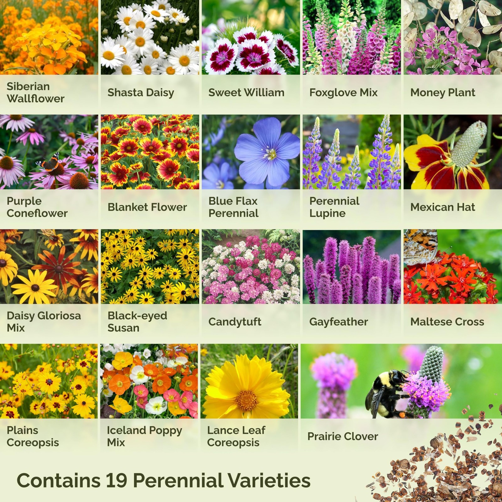 Eden Brothers All Perennial Wildflower Seed Mix for 1/4 Pound, Mixed
