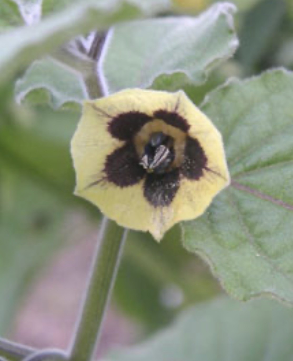 Cape Gooseberry Golden berry Live Plants 4”pot Edible Fruit Plant for Garden