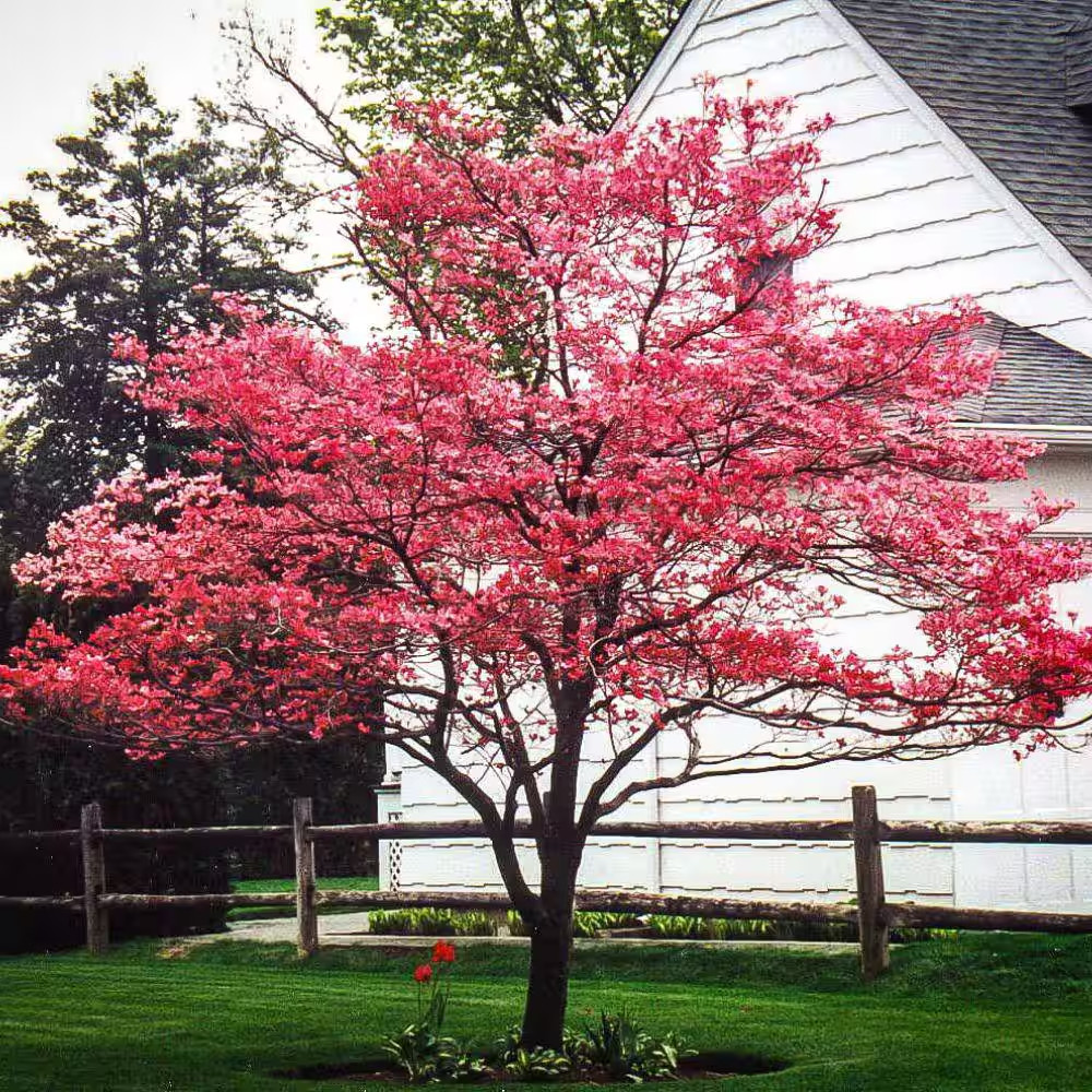 5 Gal. Cherokee Brave Dogwood Flowering Deciduous Tree with Red Flowers