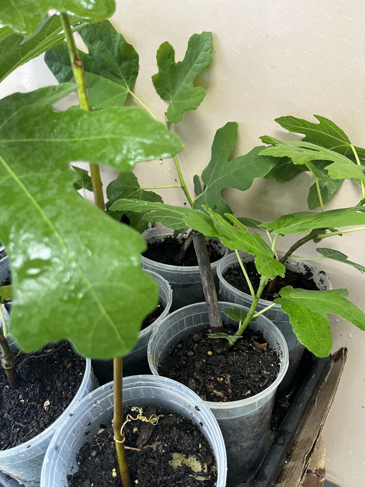 Two Fig Trees