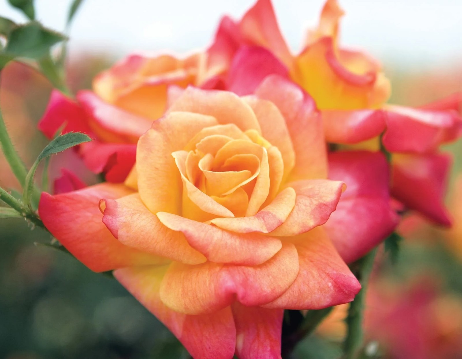 Josephs Coat Climbing Rose – Live Plant – ( 1 QT ) – Repeat Blooms