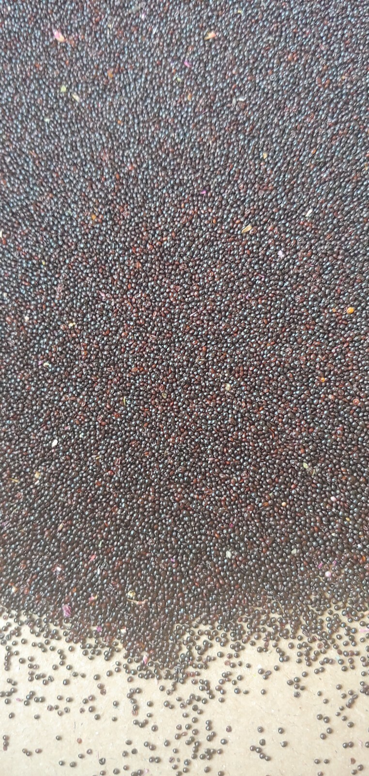 USA 2000+ Amaranth Seeds Red Stripe Leaf