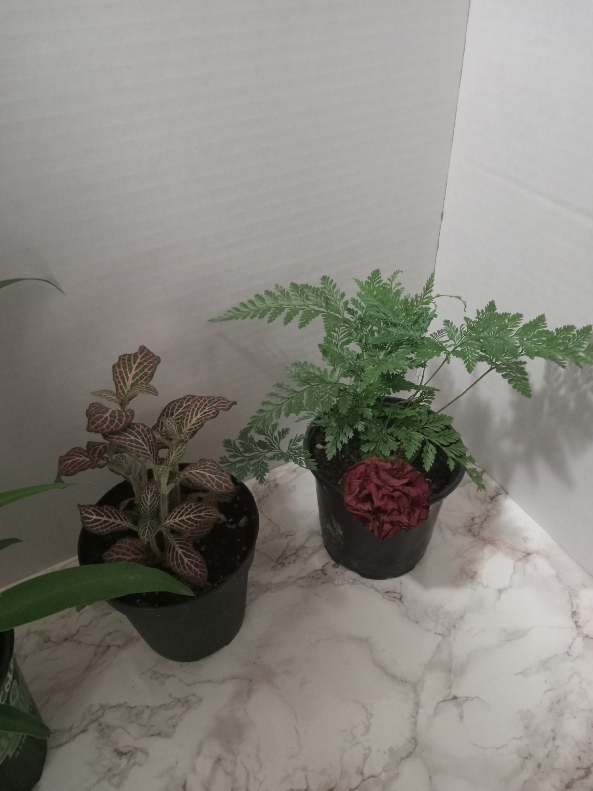 3 Live Plants Bundle, Fantasy Fern,Pink Fittonia, Spider Plant.