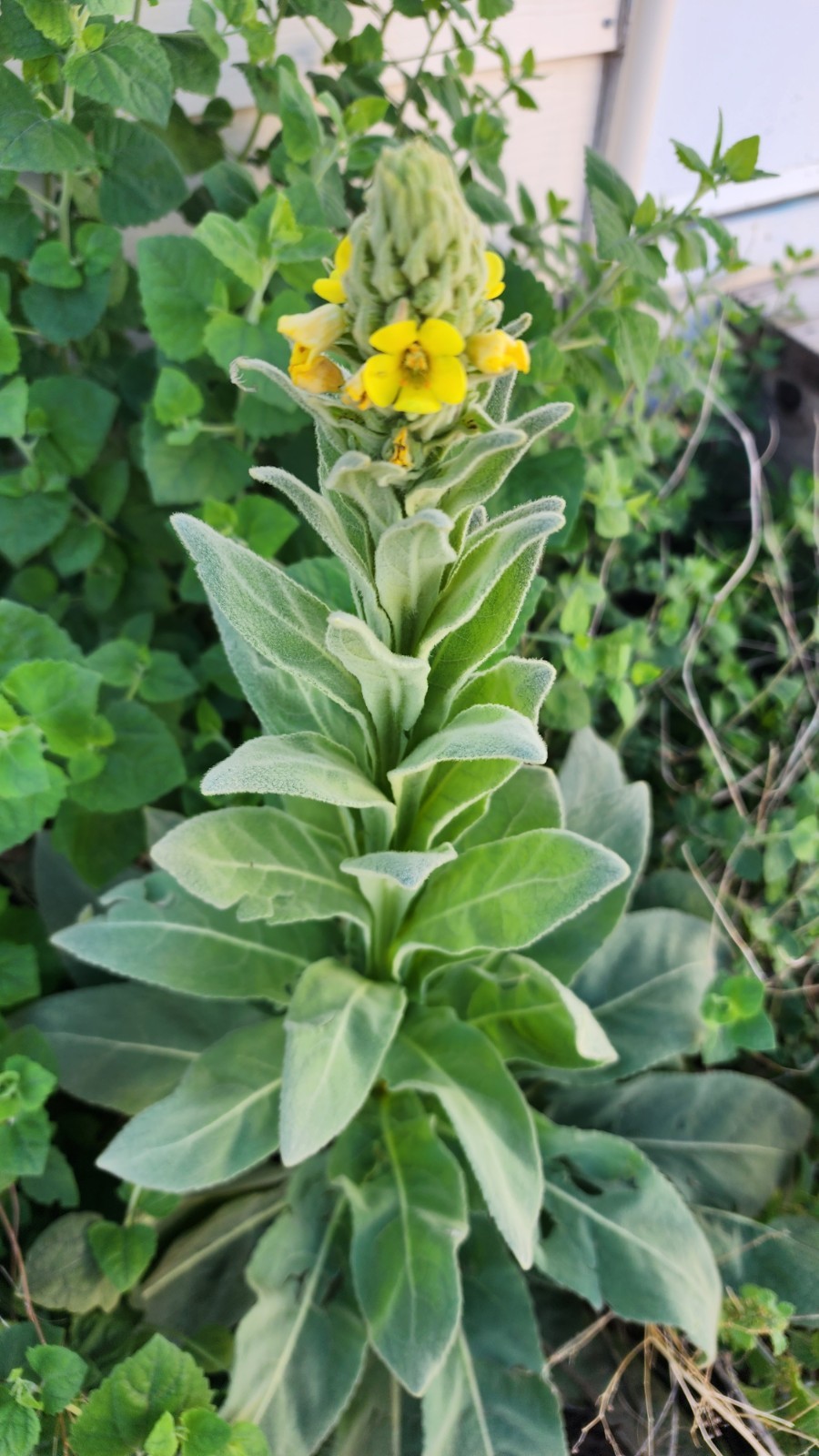 500 Common Mullein seeds, Verbascum Thapsus, organic & freshly harvested