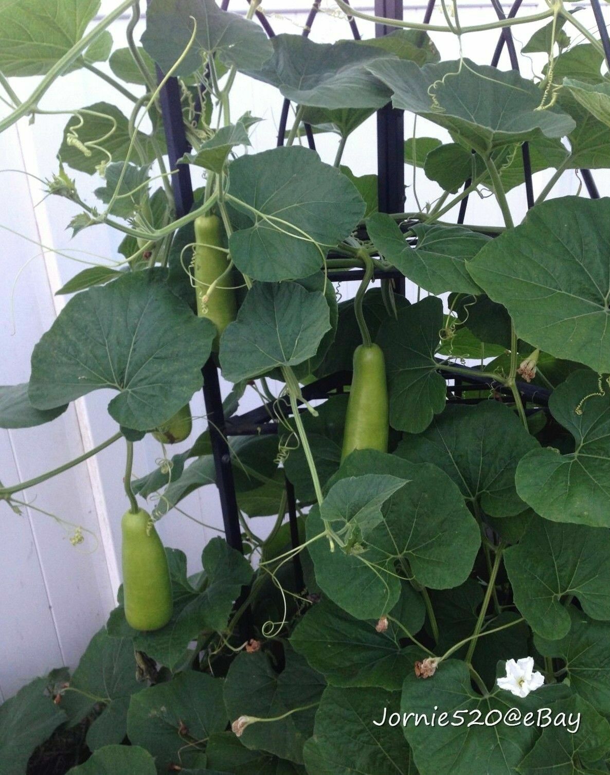 RARE✿ Back in Stock! Heirloom Edible Tambuli Gourd/Calabash/Lauki 10 Seeds