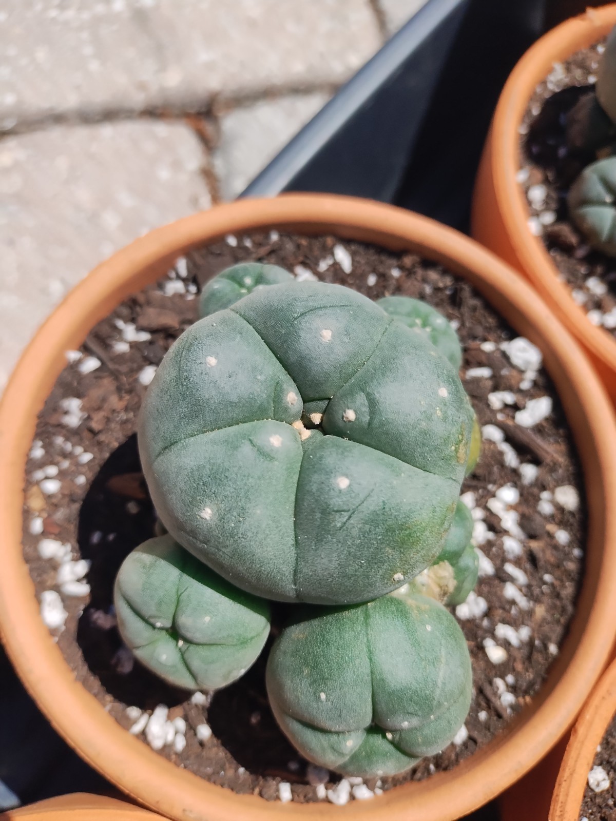 Rare Seed Grown Cactus Clusters 2.75-3.5in Diameter