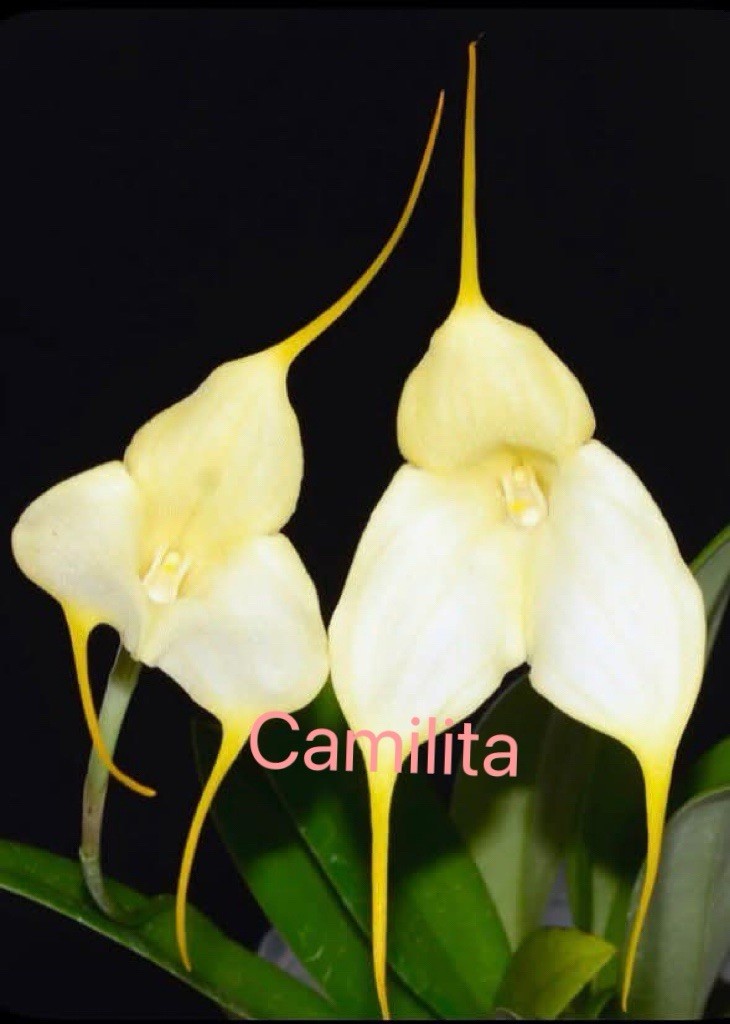 Masdevallia orchid Camilita