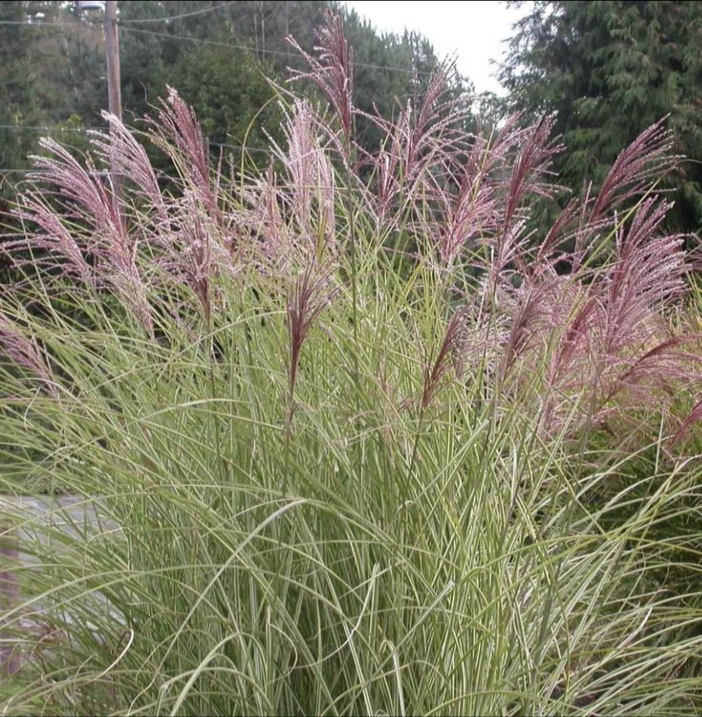 Miscanthus LIVE ‘Morning Light’ Maiden Ornamental Grass Perennial HEALTHY 1G POT