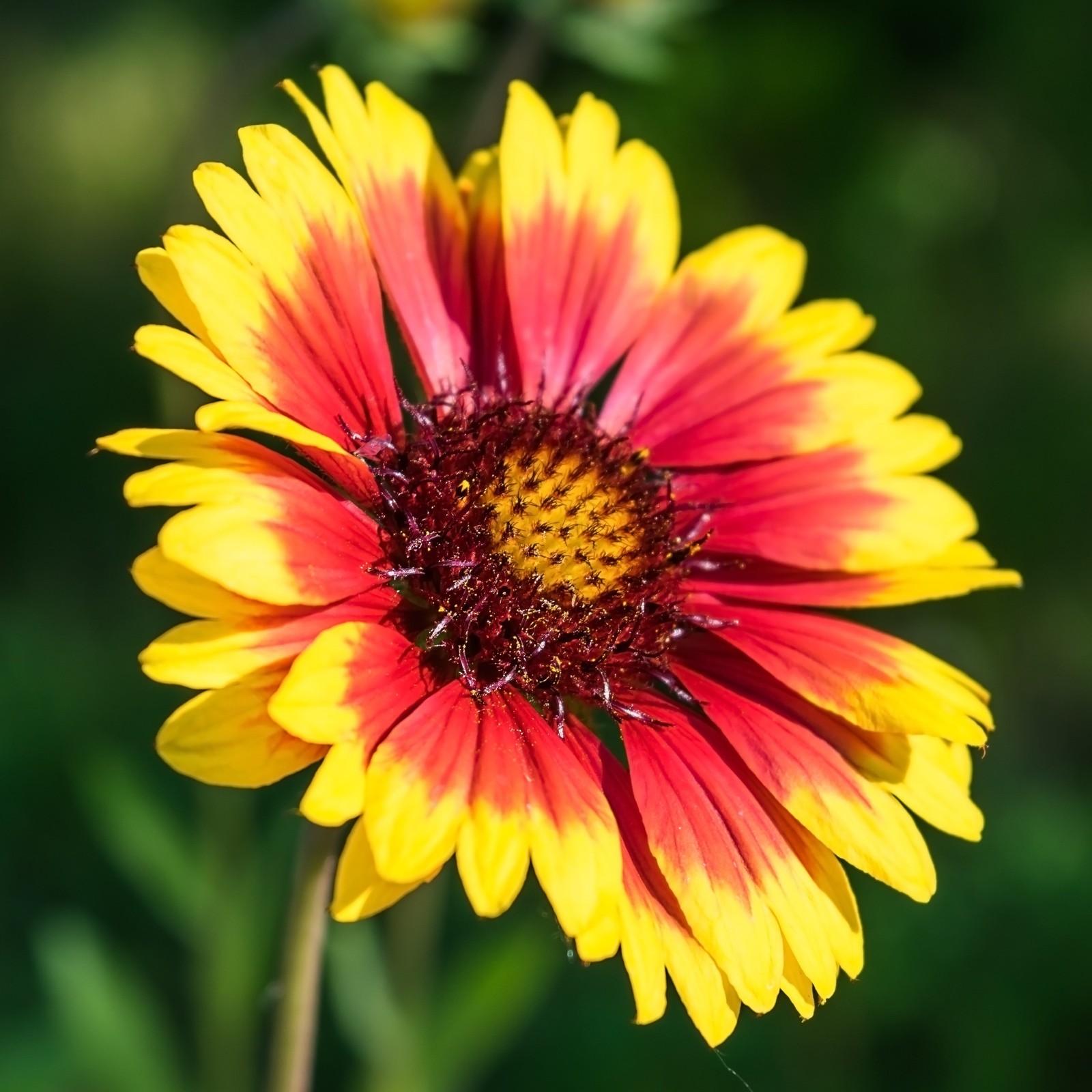 Gaillardia Arizona Sun 2 Potted Plants – Rooted in Quart Pots, Easy to Grow