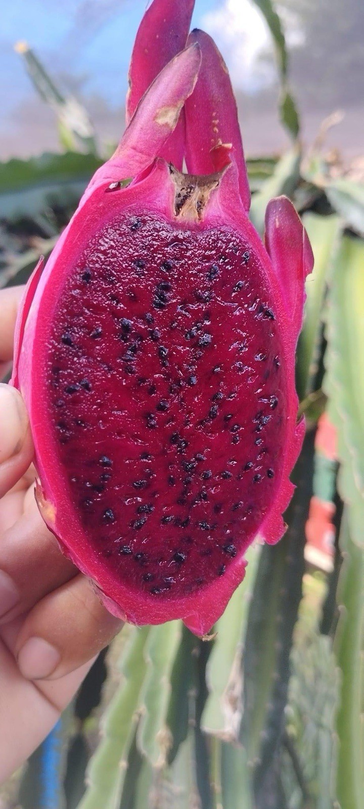 3 Asunta5 DRAGON FRUIT CUTTING 8-12 Inches Check Description
