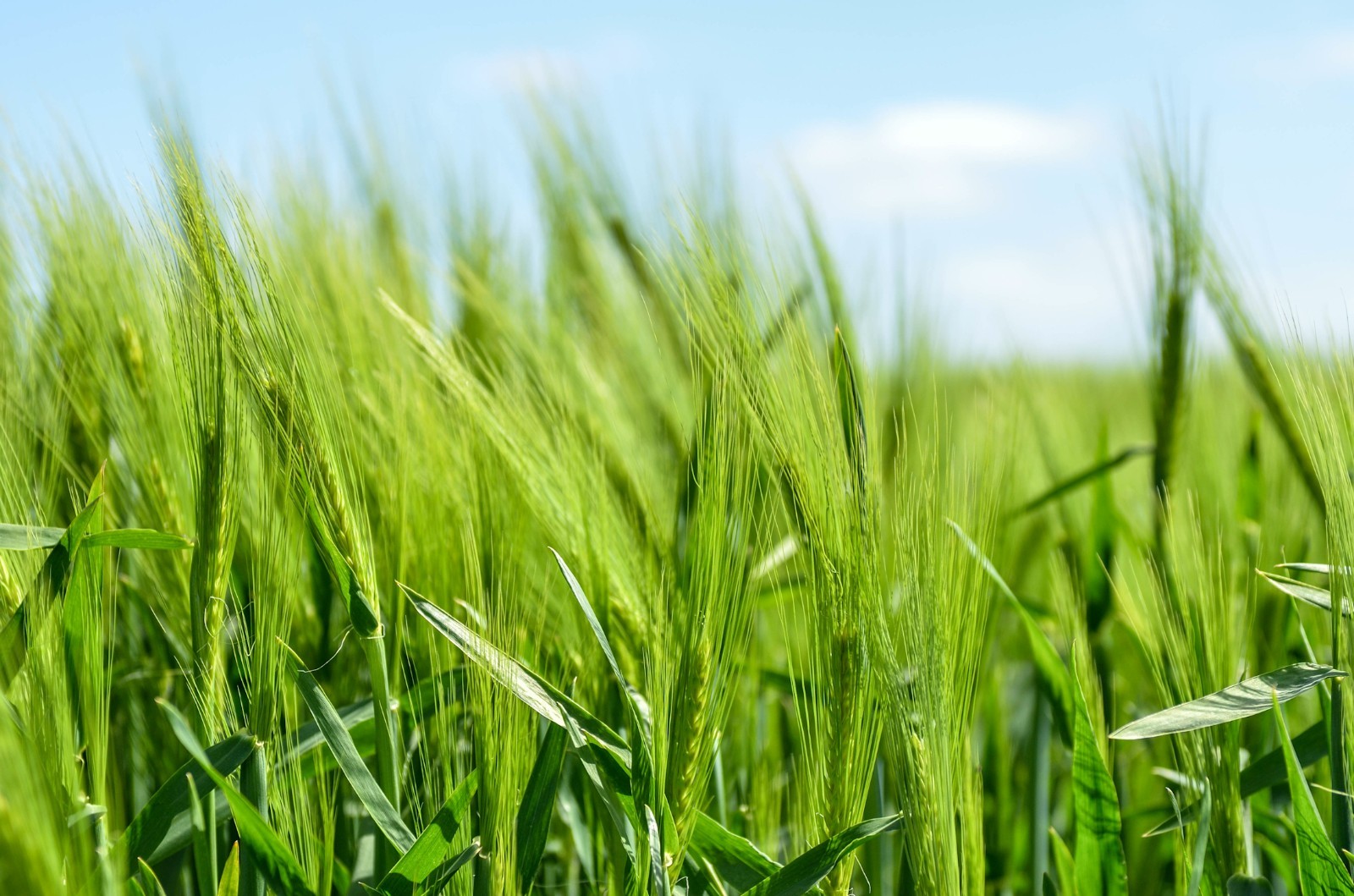100 Barley Heritage Grain Seeds! -All Natural Non GMO-Heirloom Grain