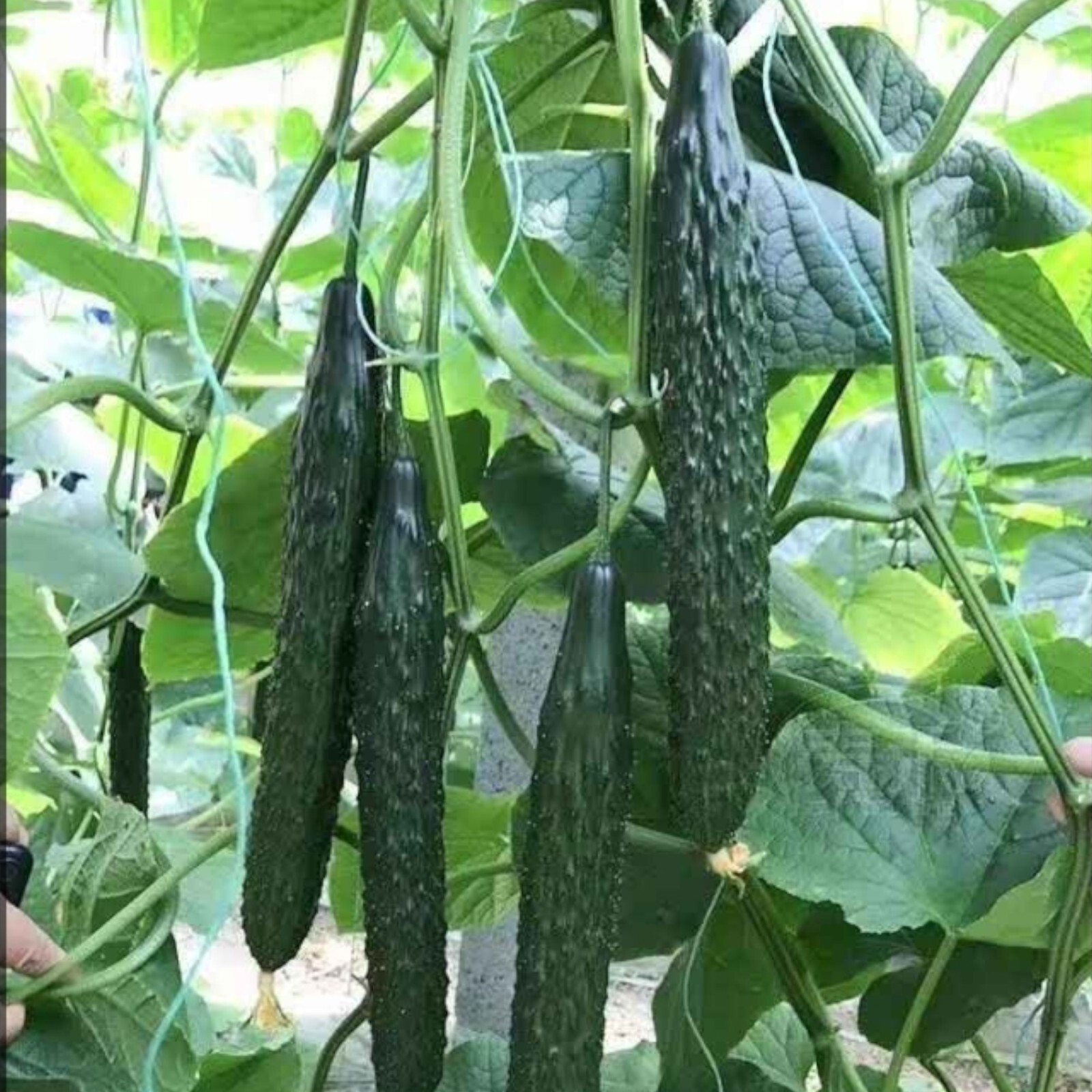 60 Asian Suyo Long Cucumber Seeds – Heirloom, Non-GMO, China Long Hybrid