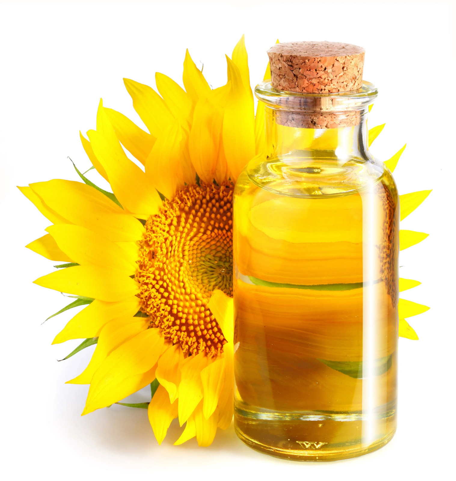 100 PEREDOVIK SUNFLOWER Helianthus Annuus Black Oilseed Yellow Flower Seeds