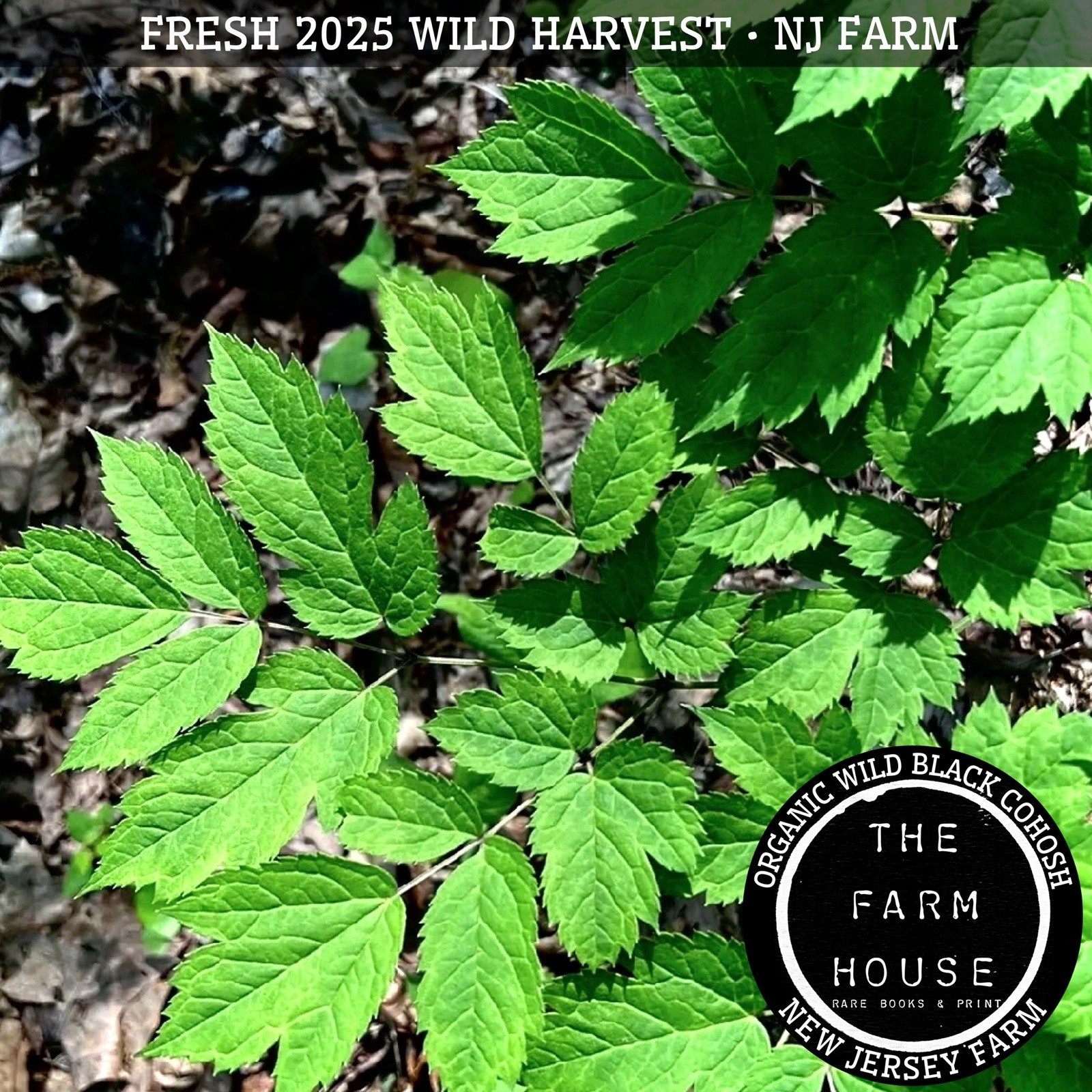 1 oz + ORGANIC WILD WHOLE BLACK COHOSH ROOT DRIED – 2025 HARVEST – NJ FARM