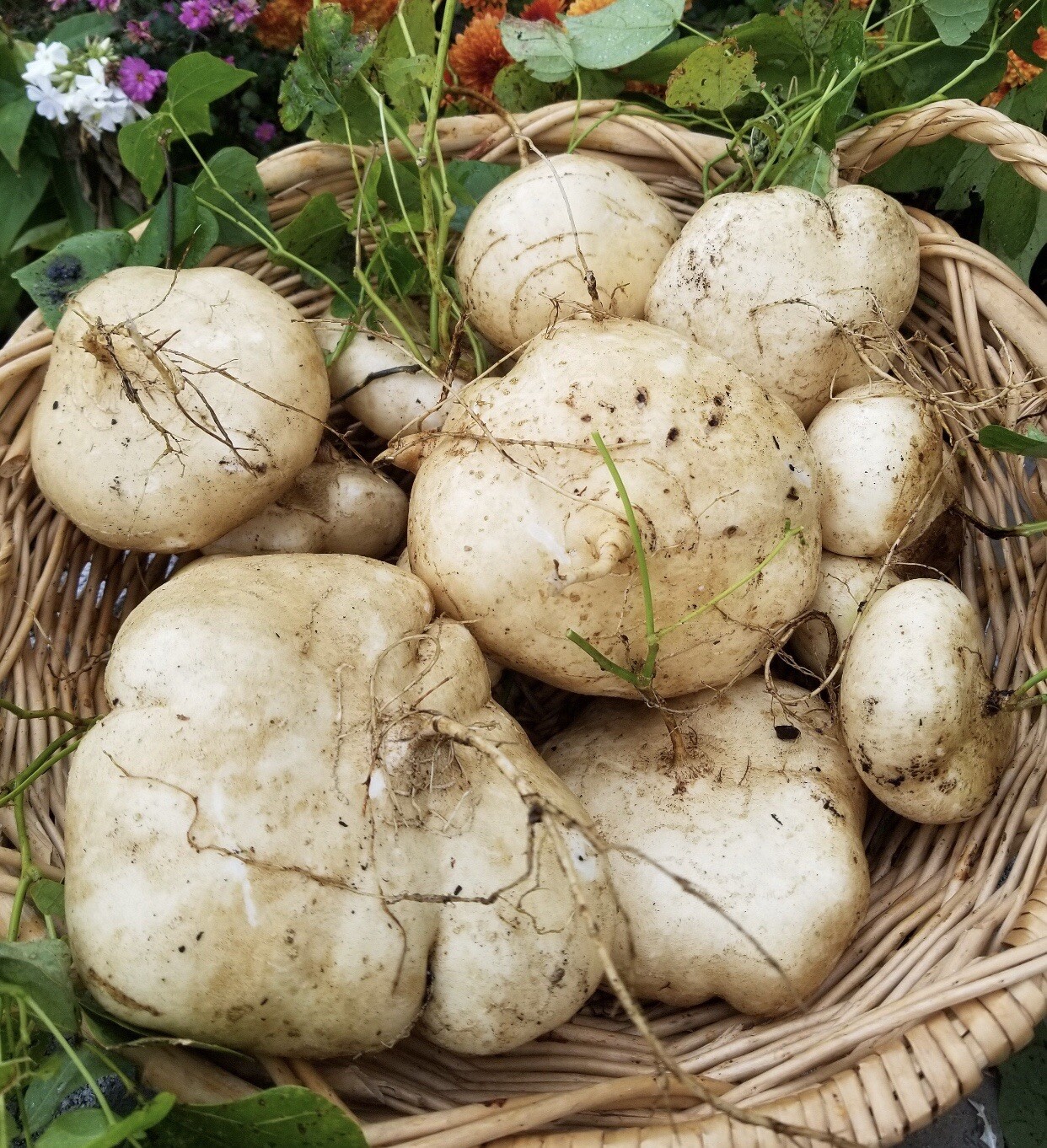 10 Packet Filipino | Asian SEEDS Bundle for Planting