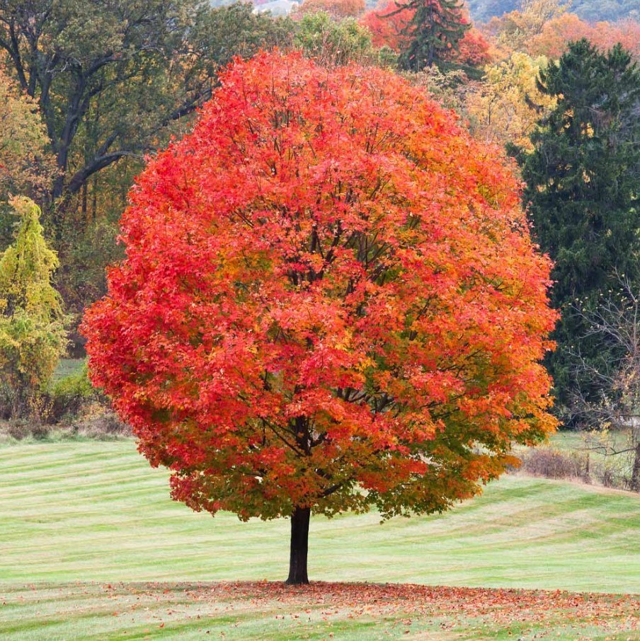 Sugar Maple Live Tree – 18-28″ Tall – 1gal Pot – Deciduous Tree for Landscape