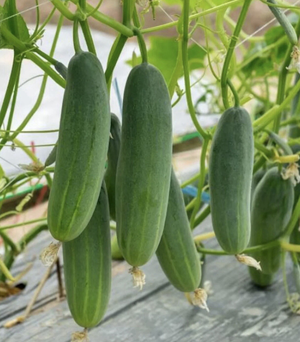 50+ Cucumber Seeds – Marketer | Vegetable Garden Pickling NON-GMO USA