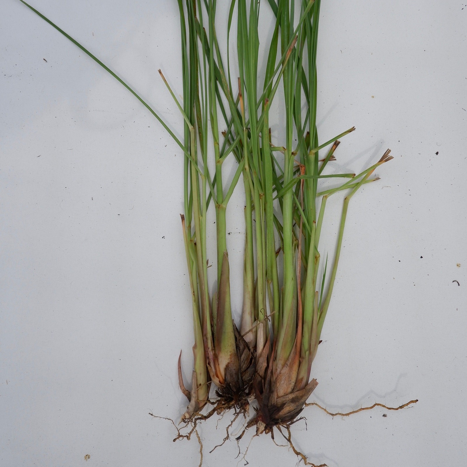 4 Live Rooted Lemongrass Organic Plant Stalks