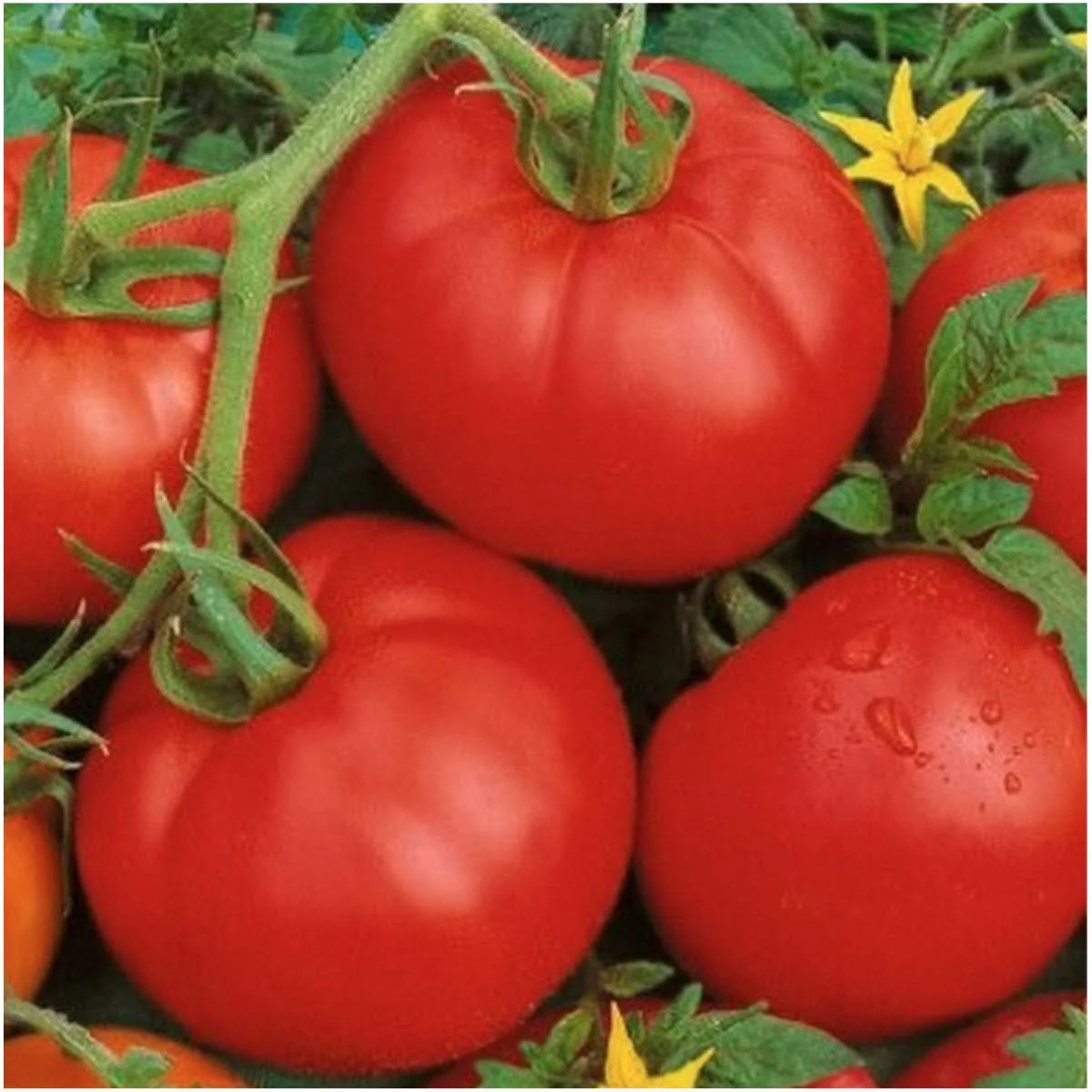 Ace 55 Tomato Seeds For Planting (Solanum lycopersicum)