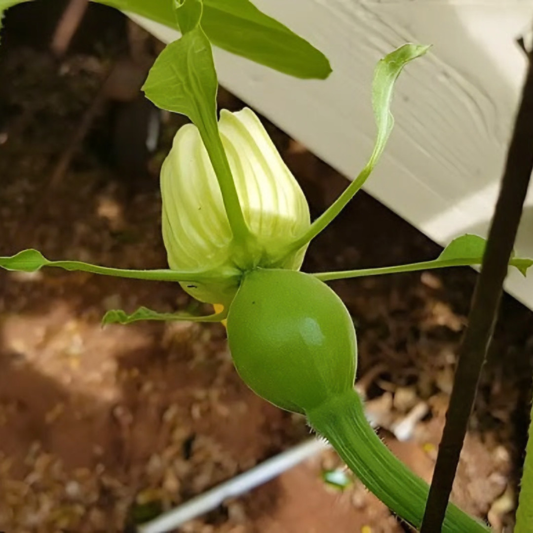 Fresh Korean Teot Bat Put Squash Seeds | Heirloom Non-GMO | Asian Vegetable Seed