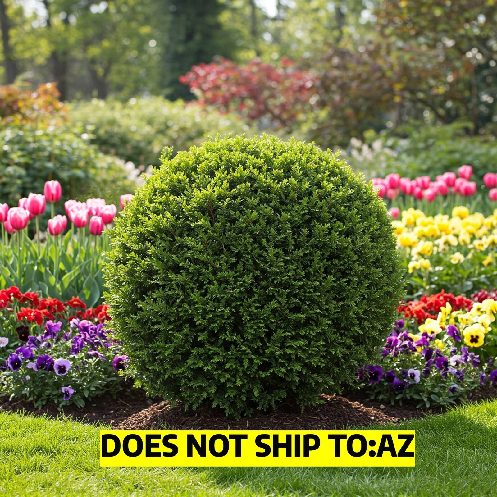 Little Giant Arborvitae Topiary Ball in 2gal Pot 1-2ft H Evergreen Outdoor Plant