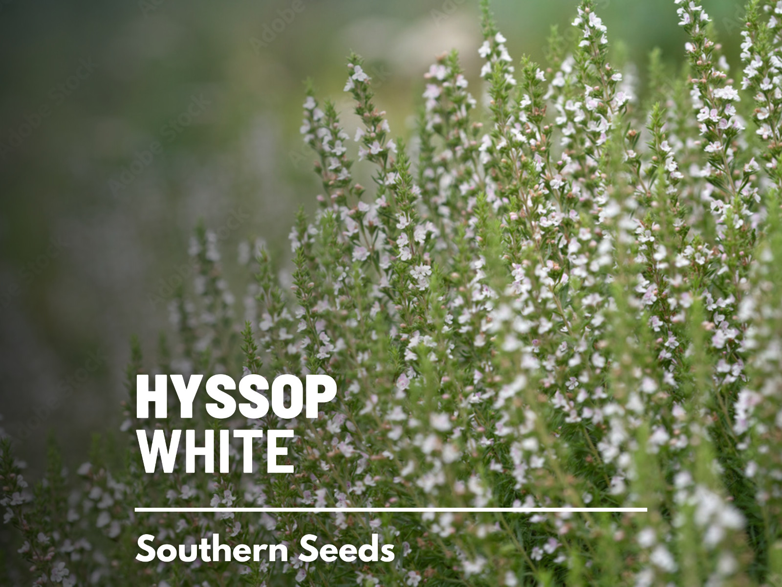 Hyssop, White – 50 Seeds – Culinary & Medicinal Herb (Hyssopus officinalis)