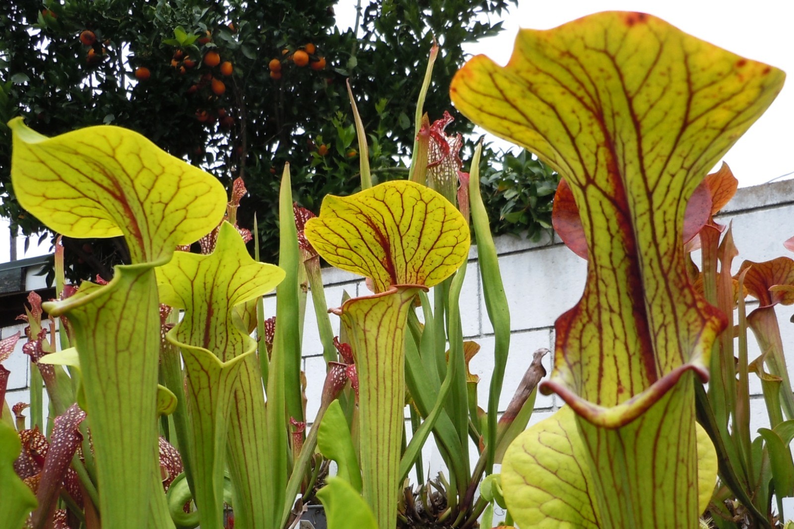 Live Carnivorous Plants – Sarracenia Reptilian Rose Sister (small size)