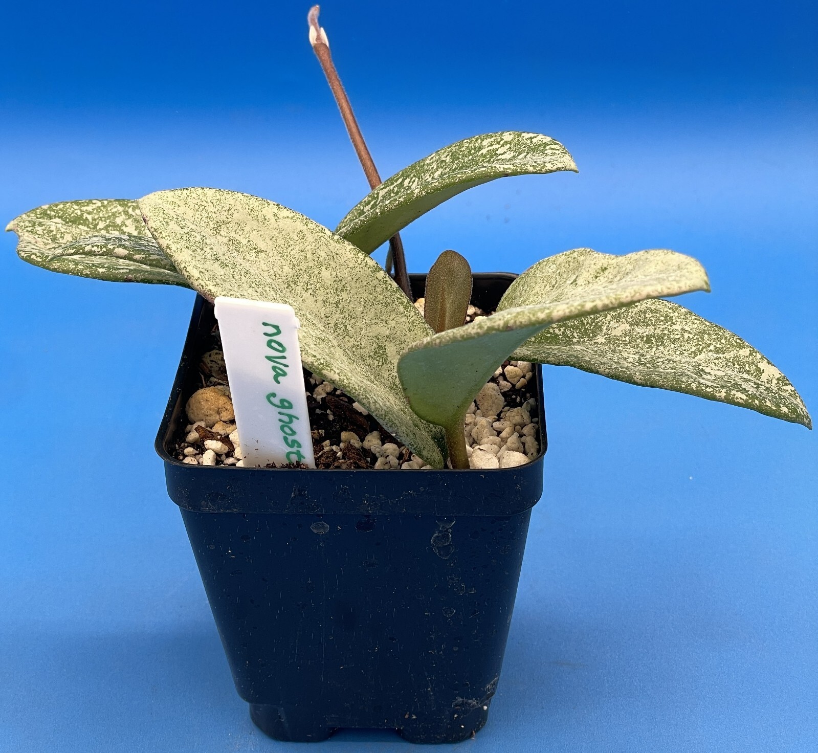 Hoya Carnosa ‘ Nova Ghost ‘ – 3.5 Inch Pot Super Healthy and Fully Rooted!
