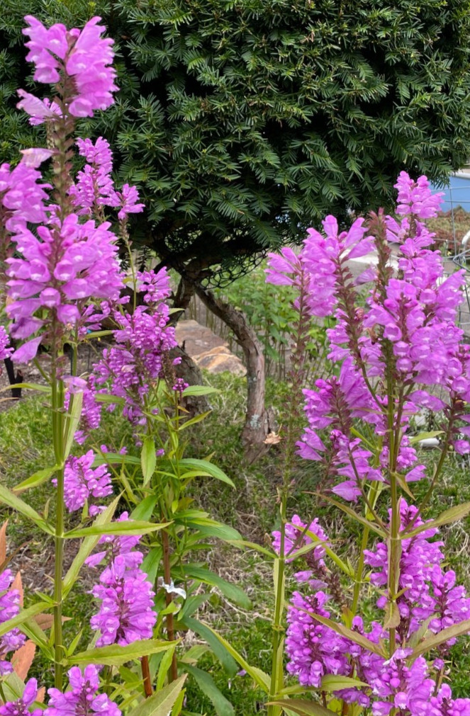 10 Pink Live Plants Obedient Plant, Physostegia Virginiana PERENNIAL Bare Roots