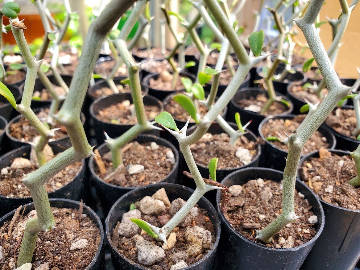 Decarya madagascariensis – Zig Zag Plant – Madagascar – 1 Rooted Single Branch