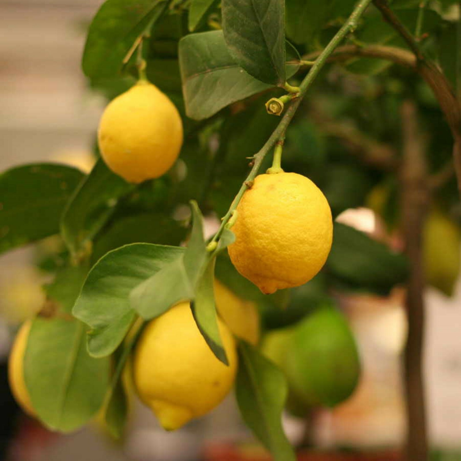 Eureka Lemon Tree, 24-36″ tall, grafted, Can not send to Az, Ca, Fl, La, Tx, Hi,