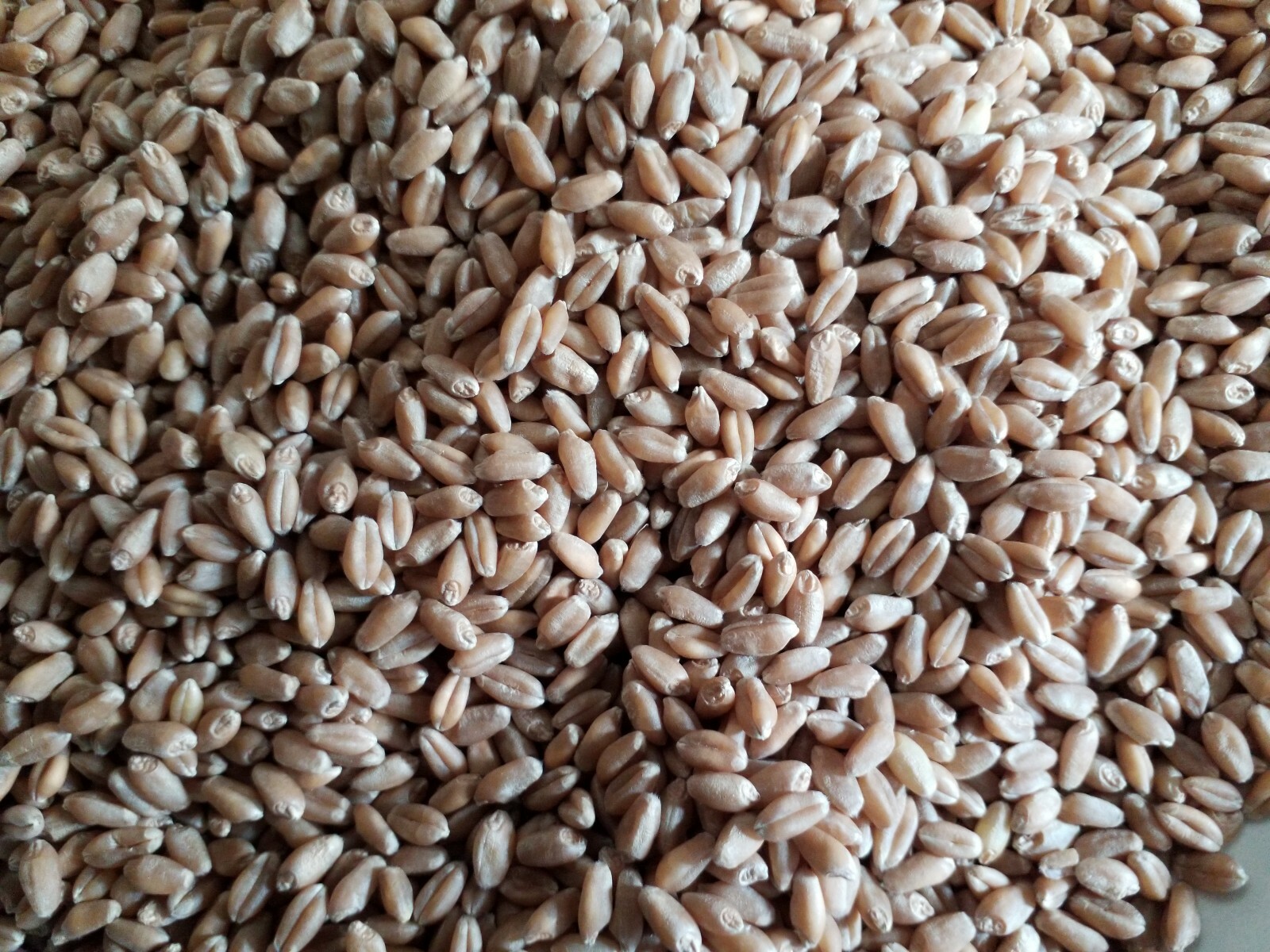 1 Lb (16 ounces) Semillas de Trigo Orgánicas/Organic Wheatgrass Seeds