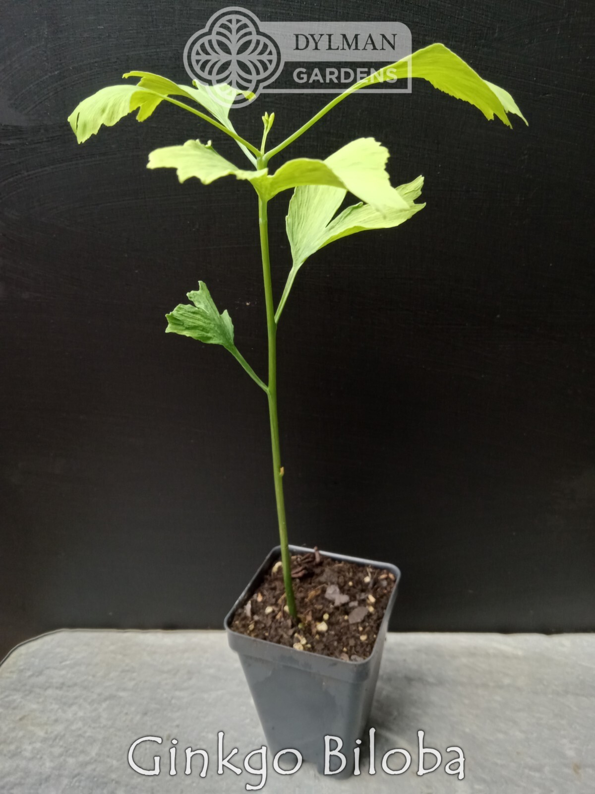 Ginkgo Biloba Tree – Maidenhair Tree – Living Fossil Tree – Multiple Sizes