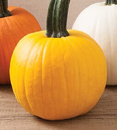 Yellow “Sunshine” Pumpkin Seeds for Planting | 20 Seeds | Rare Yellow Pumpkin Se