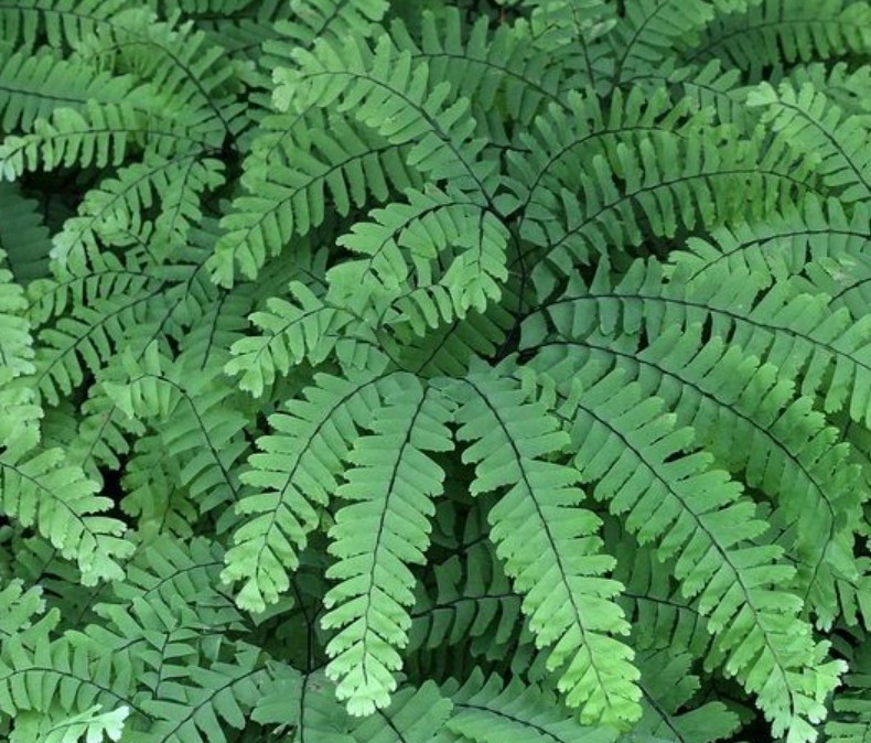 20 Mature Northern Maidenhair Fern ( Adiantum pedatum) Root Systems Woodland