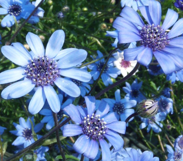 Daisy THE BLUES Felicia Heterophylla Blue Heirloom Pollinators Non-GMO 50 Seeds