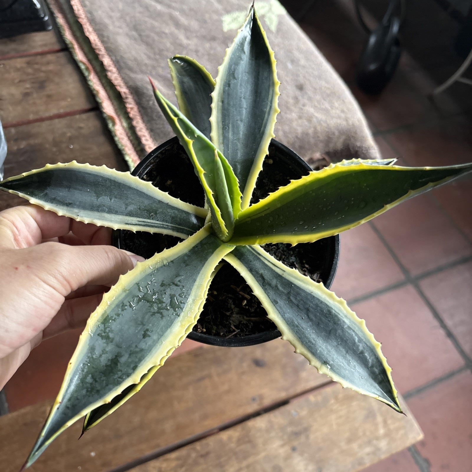 Agave cornelius Starlight 6 in pot