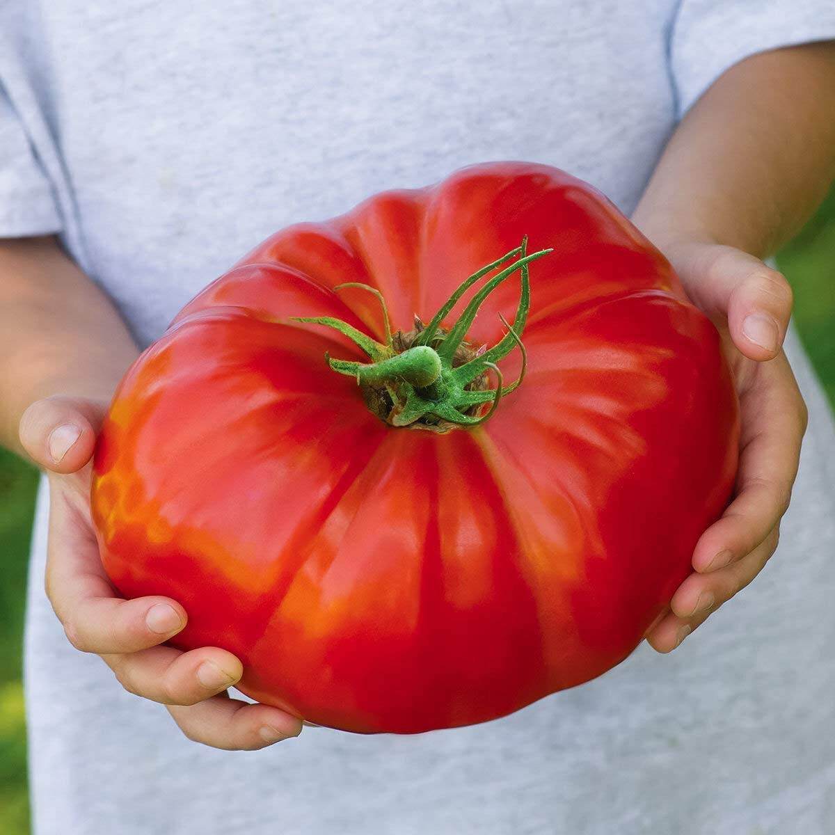 100+ BEEFSTEAK HEIRLOOM TOMATO SEEDS – FRESH FOR YOUR VEGETABLE GARDENS