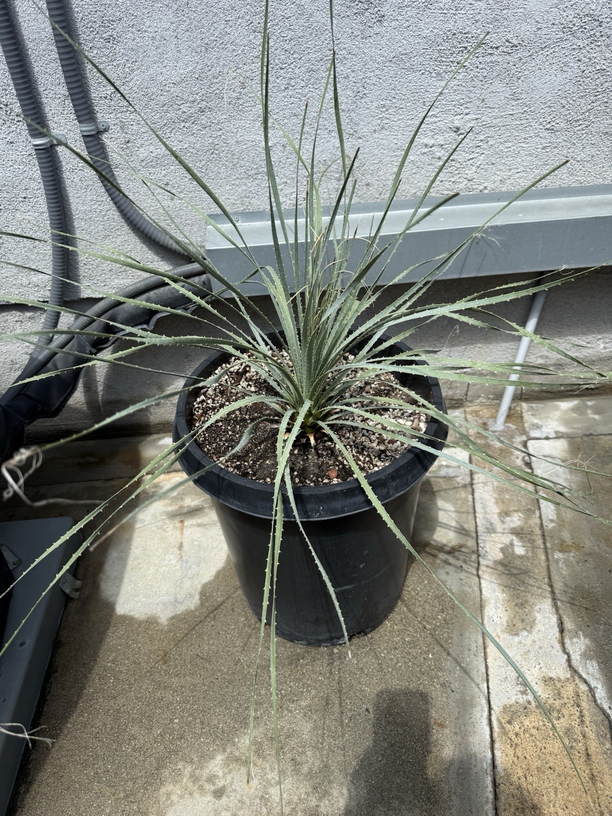 Dasylirion wheeleri (Desert spoon) Live Plant