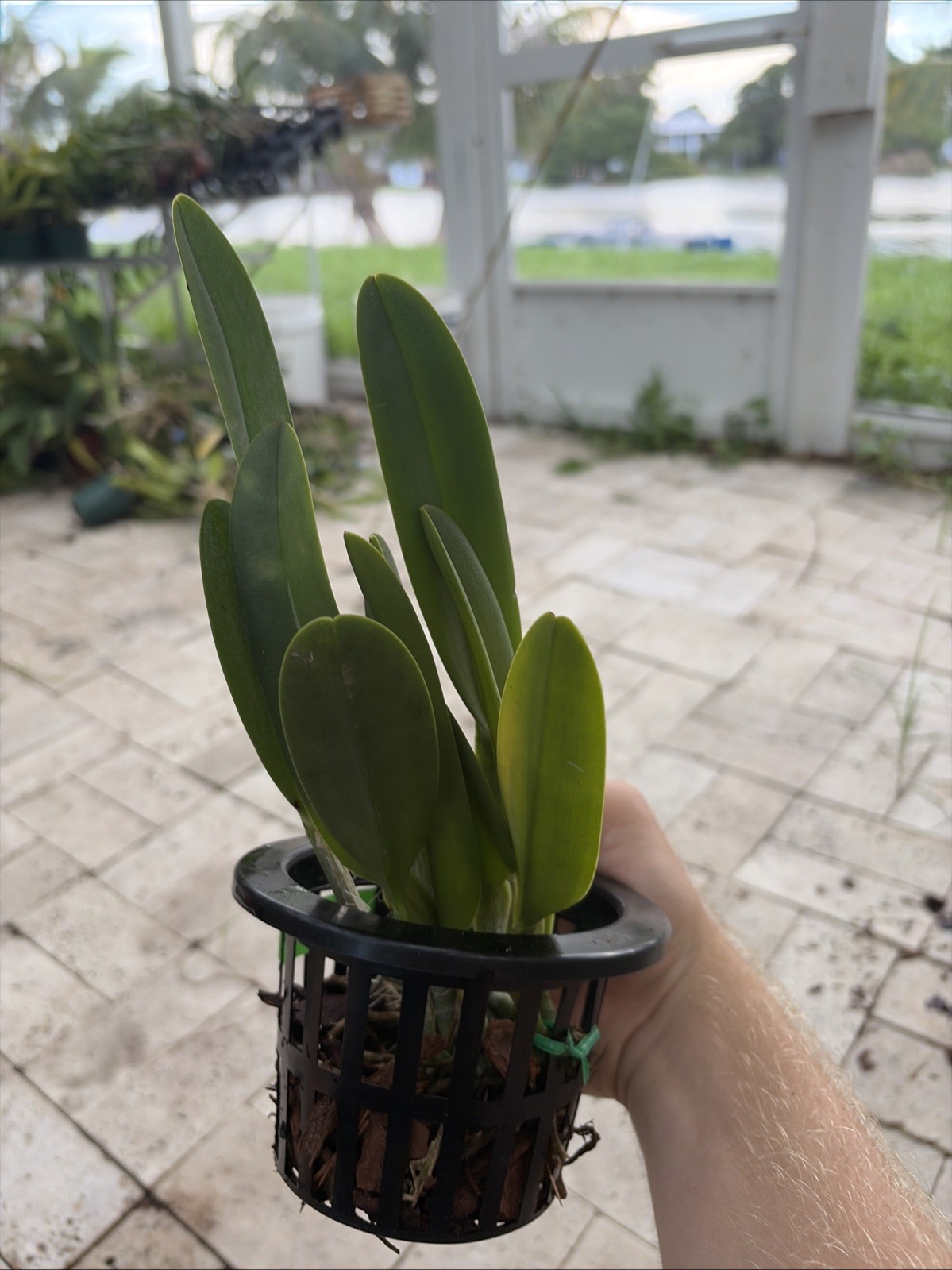 Rhyncholaelia digbyana ‘Green Giant’ FCC/AOS Orchid Cattleya FRAGRANT
