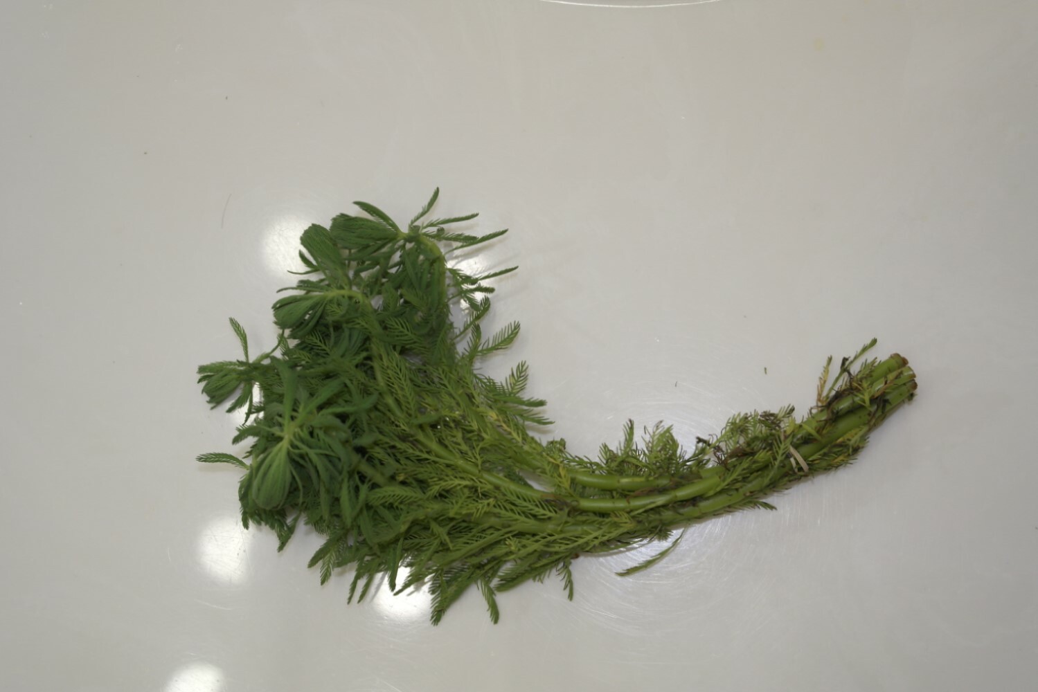 Live bunch Parrot’s Feather Aquatic Surface Pond Plant – Buy 2 Get 1 Free